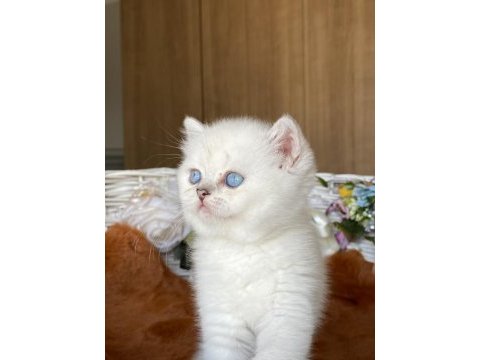 A+ show kalite british shorthair ns11 yavrumuz