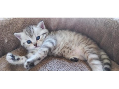 British shorthair 2 aylık dişi sağlıklı