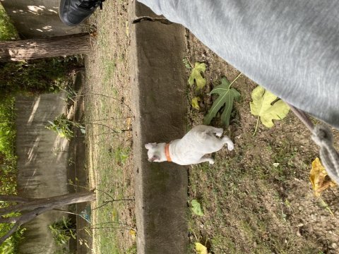 Acil yurt dışına çıkacağım için french bulldog