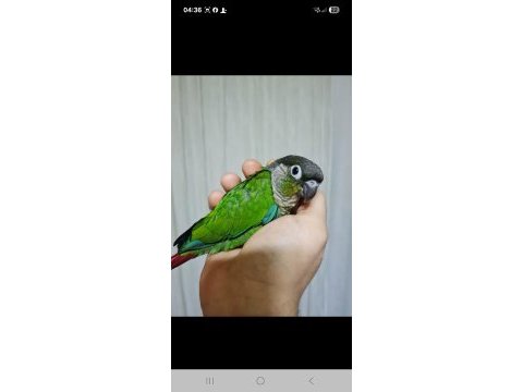Oyun hamuru full evcil konuşan konur