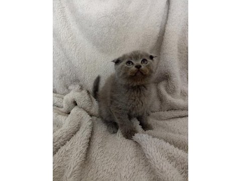 Safkan scottish fold