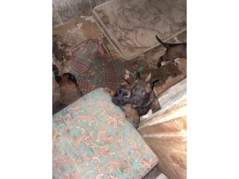 Safkan kara surat belçika malinois yavrular