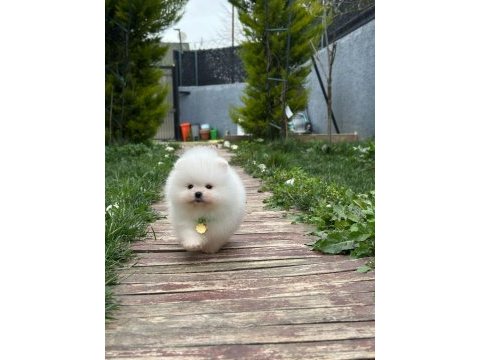 Teddy bear kar beyaz erkek 3 aylık pomeranian