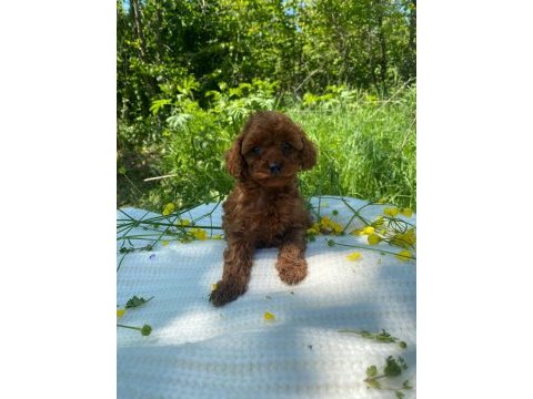 Erkek toy poodle bebekler