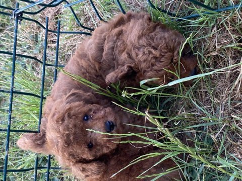 Orjinal kıvır kıvır tüm renklerde toy poodle