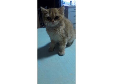 Prenses british shorthair kızım