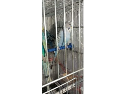 Muhabbet kuşu erkek kızgın