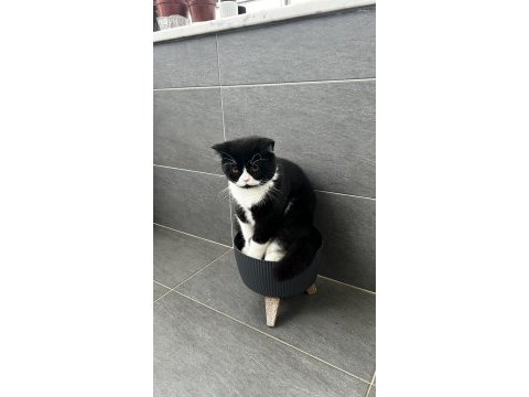 Ücretsiz kedimizi sahiplendirme