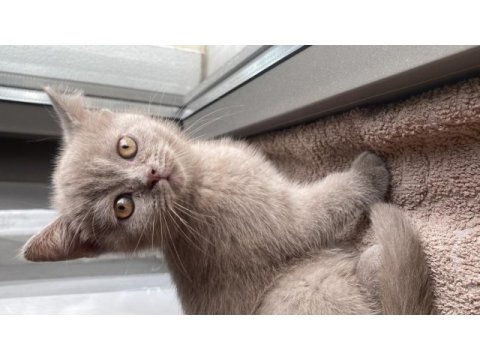 2 aylık british shorthair lilac rengi