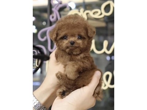 Toy poodle ırk yavrular