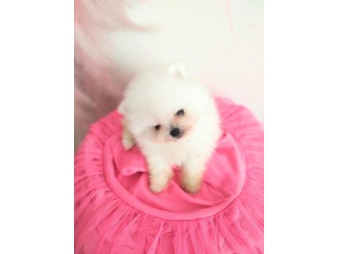 Pomeranian boo pamuk gibi beyaz tedy bear yavrular