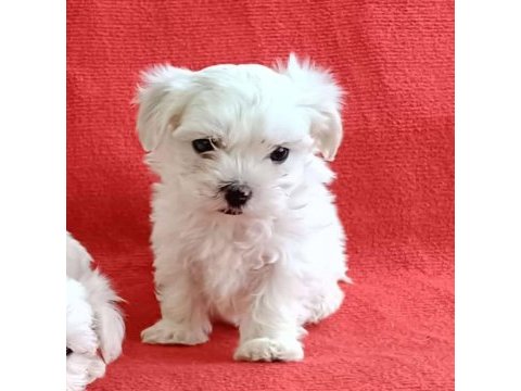 Maltese yavrular