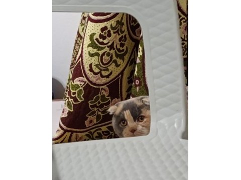Yavru kedilerimiz yuva arıyor