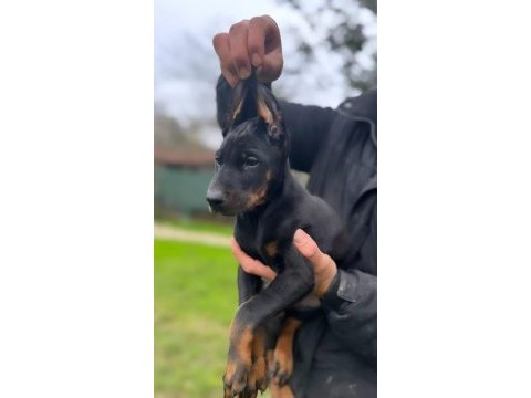 A kalite king doberman safkan dişi ve erkek
