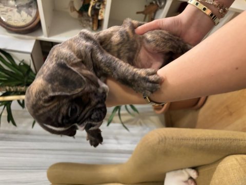 Bakımlı french bulldog yavrular