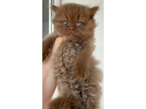 Premium british longhair cinnamon