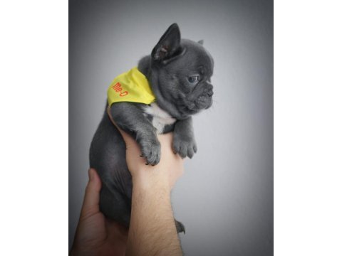 Blue egzotik french bulldog