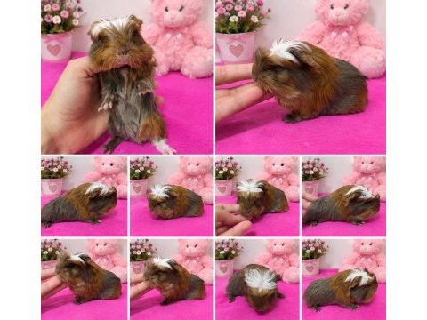 Orjinal coronet ginepig bebekler