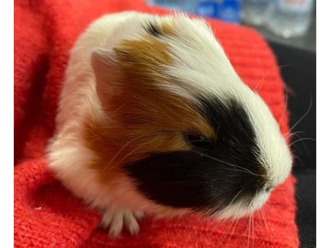 Guinea pig 1.5 aylık