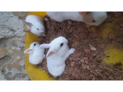 Cüce tavşan yavrusu