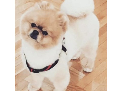 Yavru ve yetişkin a kalite pomeranian
