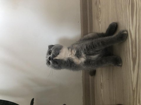 1 aylık yavru british shorthair