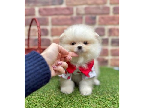 Mersinden pomeranian boo köpeğimiz
