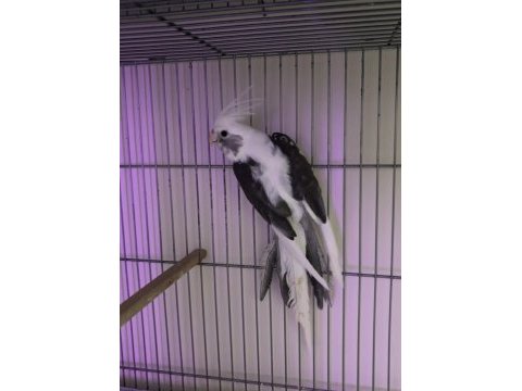 Sultan papağanı 8 aylık