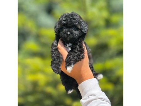 Benimle tanışmadın mı hala maltipoo