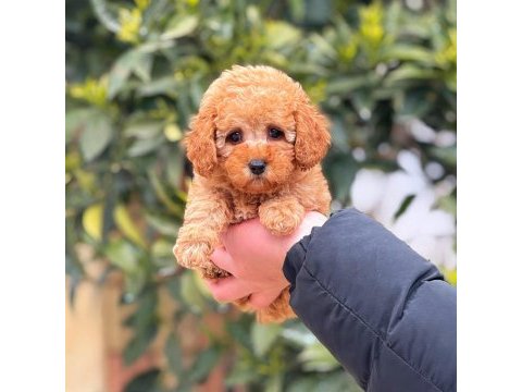 2 aylık altın dişi toy poodle yavrumuz