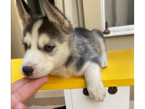 A + sibirya kurdu husky yavrular erkek - dişi