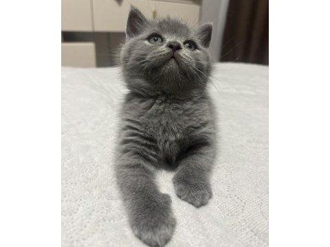 Gri british shorthair