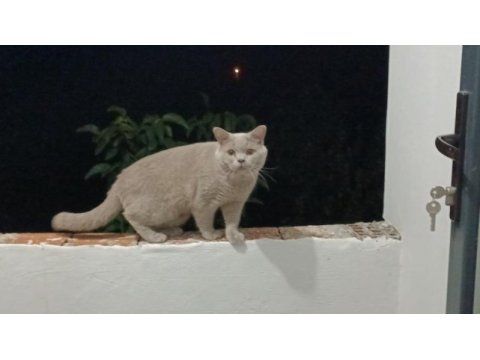 British shorthair 1 yaşında evcil kedi