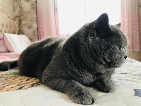 British shorthair kedimiz 2 yaşında