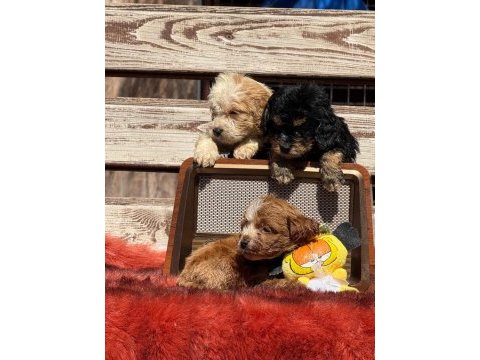 Bıgpo efsane gözel yavrular baba poodle