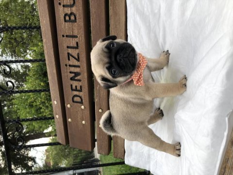Denizli pug yavrular a kalite ırk ve sağlık garantili