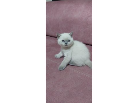 Bebiş british longhair kedilerim yeni yuvalarını arıyor