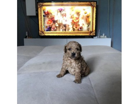 Kg garantili 0 numara poodle ayarında maltipoo