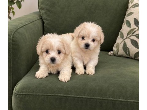 Teacup maltipoo bebekler