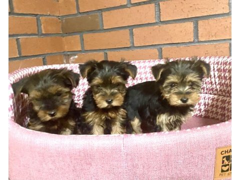 Dişi ve erkek yorkshire terrier yavrularımız