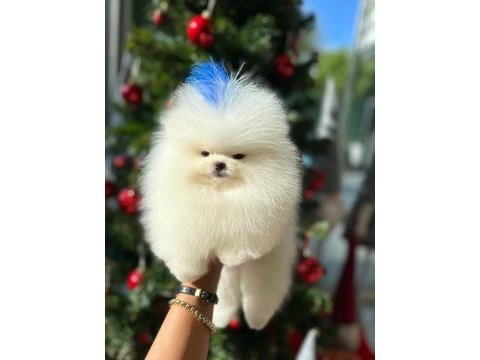 Bebek yüzlü kore poodle yavrumuz