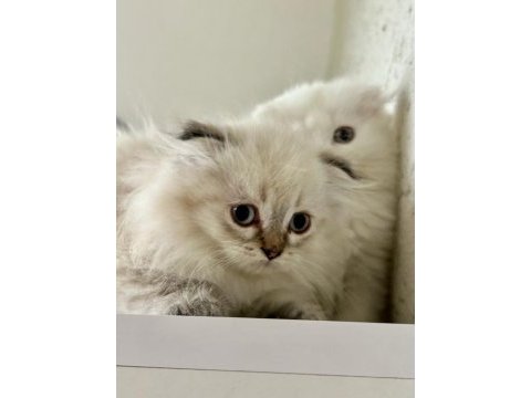 Scottish fold longhair blue point dünyalar tatlısı yavru