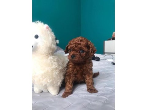 Özel toy poodle yavruları