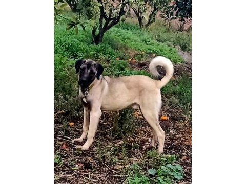 İzmir köpekler