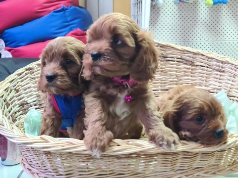 Anne baba orjinal cavapoo yavrular