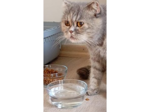 7 aylık scottish fold bebek için yuva aranıyor