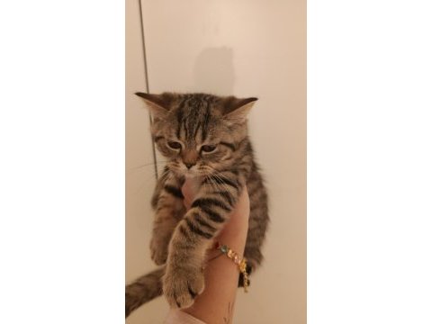 British shorthair yavru kediler