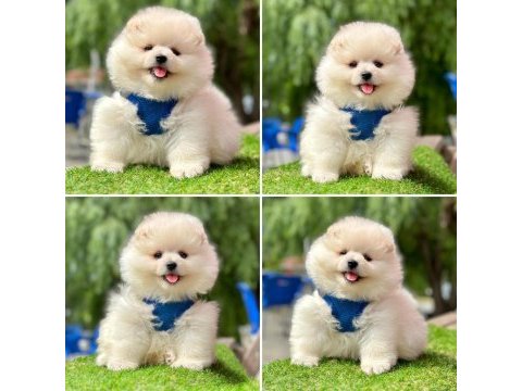 Pomeranian boo ayı yüz bebekler