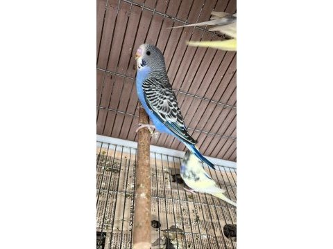 Yeni yeme düşmeye hazır muhabbet kuşu yavrular