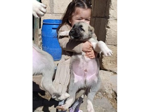 Irk garantili safkan kangal yavrular
